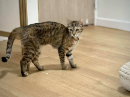 Adopter  chat : Isabela