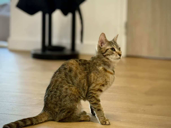 Adopter Isabela