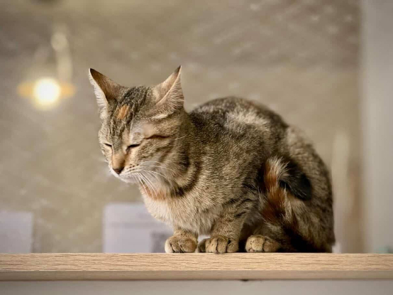 Adopter Isabela