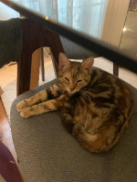 Adopter  chat : Mirabel