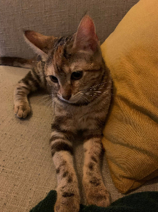 Adopter Mirabel