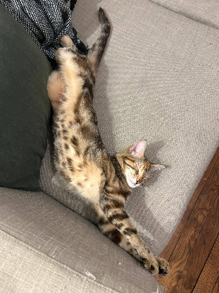 Adopter Mirabel