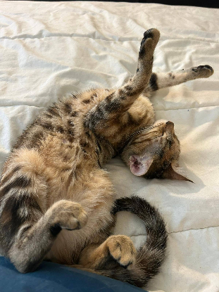 Adoption Mirabel