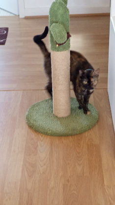 Adopter Graeca