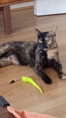 Adopter Graeca