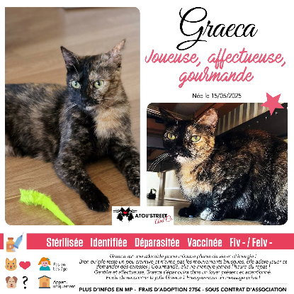 Adopter Graeca