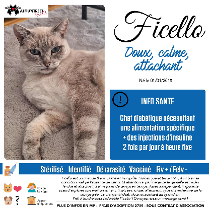 Adopter Ficello