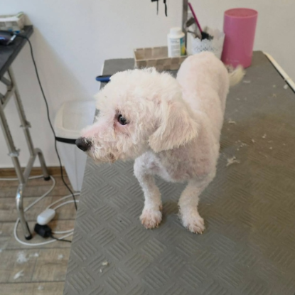 Adopter Venus