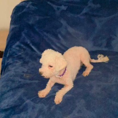 Adopter Venus
