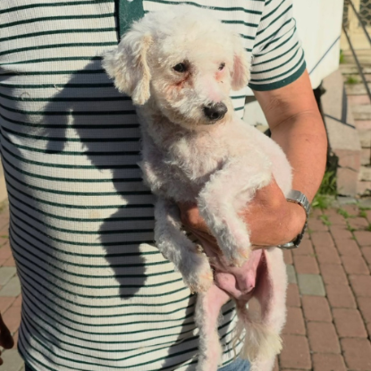 Adopter Venus