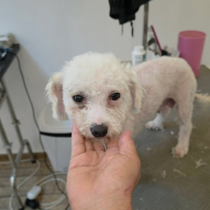 Adoption Venus