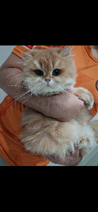 Adopter Viky