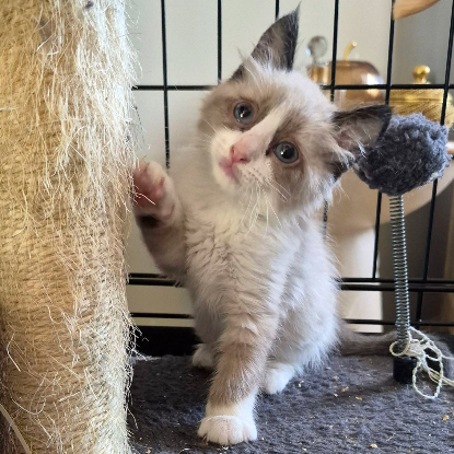 Adopter Babychou