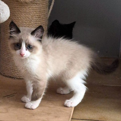 Adopter Babychou