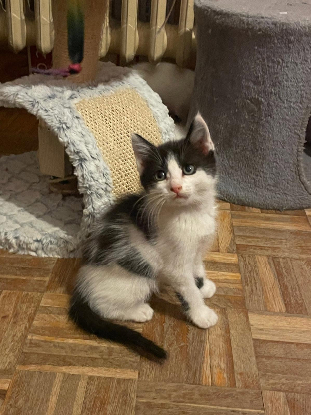 Adopter Antidote