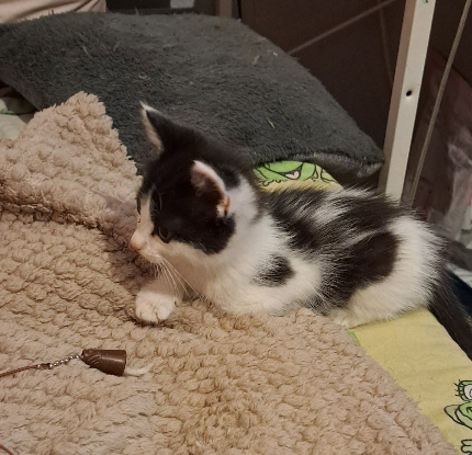 Adopter Antidote