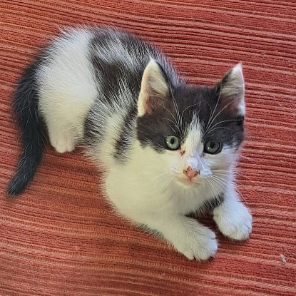 Adopter Antidote