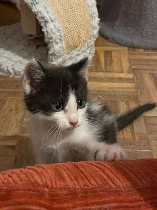 Adoption Antidote