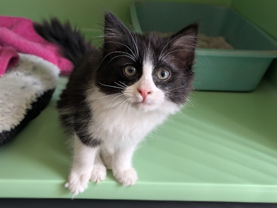 Adopter Bella