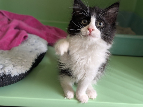 Adopter Bella