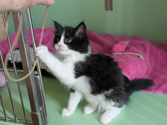 Adopter Bella