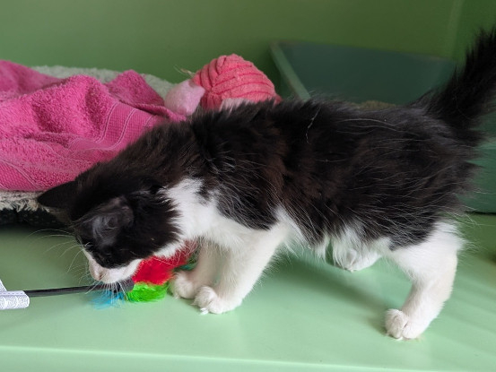 Adoption Bella