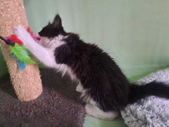 Adoption Bella