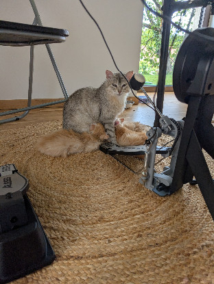 Adopter Biscotte