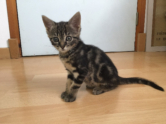 Adopter Loulou