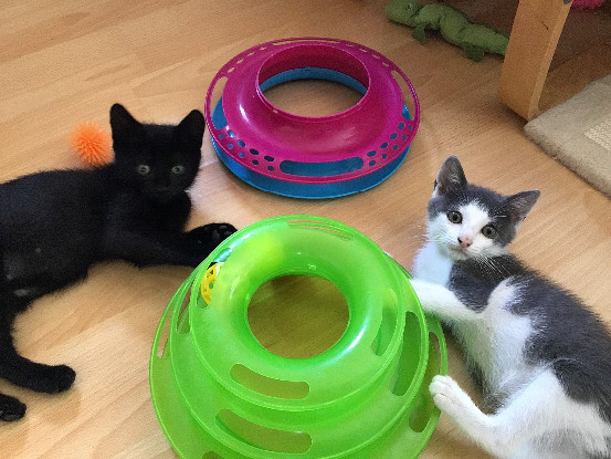 Adopter Loulou