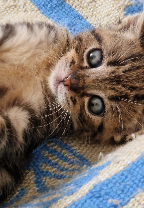 Adopter Loulou