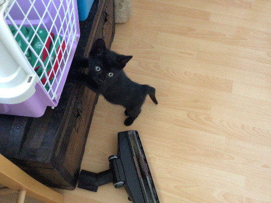 Adoption Loulou