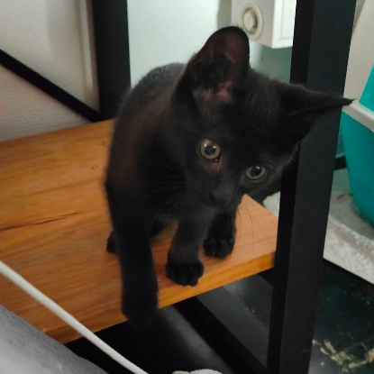 Adopter Cola