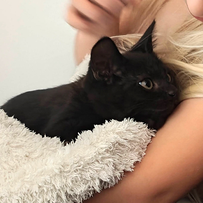 Adopter Cola