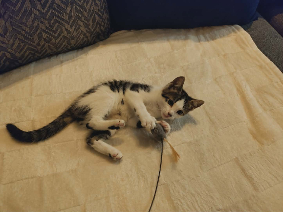 Adopter Orion
