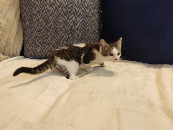 Adopter Orion