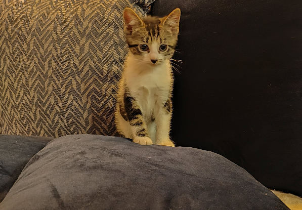 Adopter Astro