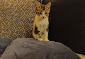 Adopter  chat : Astro