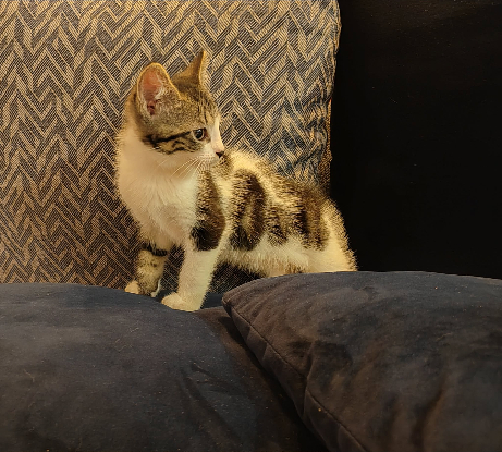 Adopter Astro