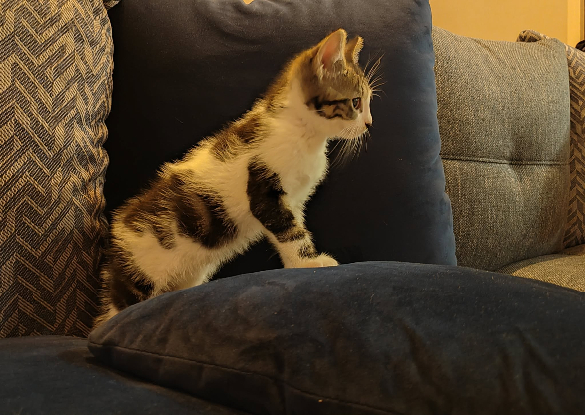 Adopter Astro