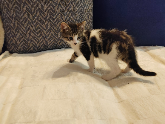 Adoption Astro