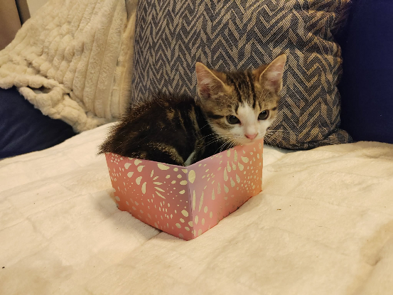 Adopter Comet