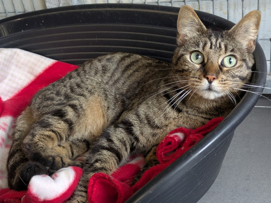 Adopter Tycha