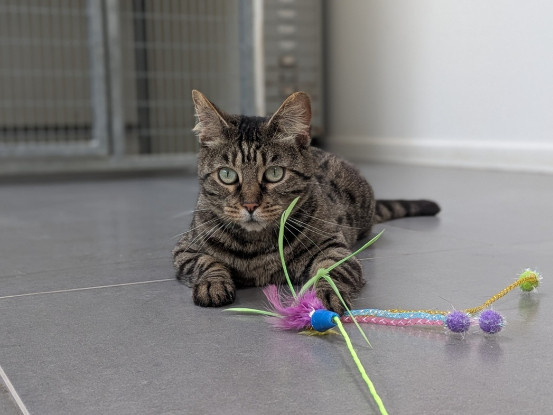 Adoption Tycha