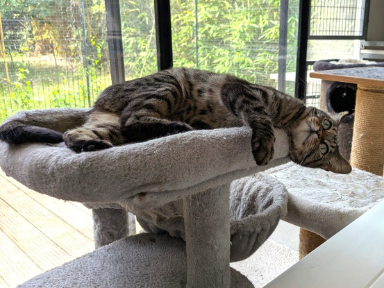 Adoption Tycha