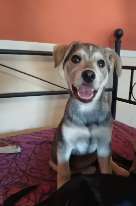 Adopter Thea