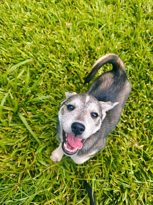 Adopter Thea