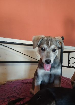 Adopter Thea