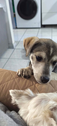Adoption Thea