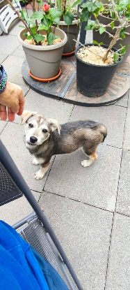 Adoption Thea